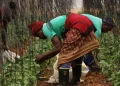 South African Family Farms Face Climate Challenges, Innovate to Survive”
