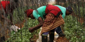 South African Family Farms Face Climate Challenges, Innovate to Survive”