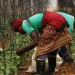 South African Family Farms Face Climate Challenges, Innovate to Survive”