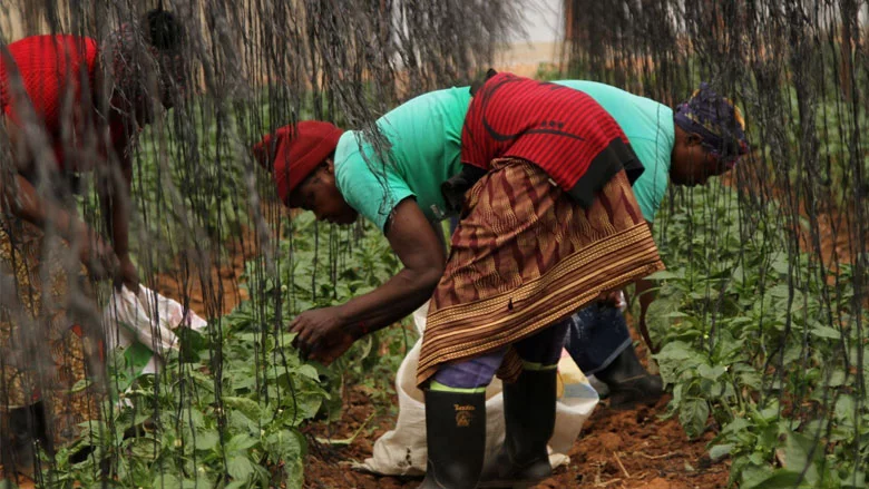 South African Family Farms Face Climate Challenges, Innovate to Survive”
